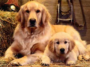 Dog Training Elite offers expert service dog training programs for Golden Retrievers in Davis / Weber County.