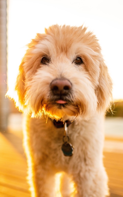 Why Goldendoodles Make Great Service Dogs