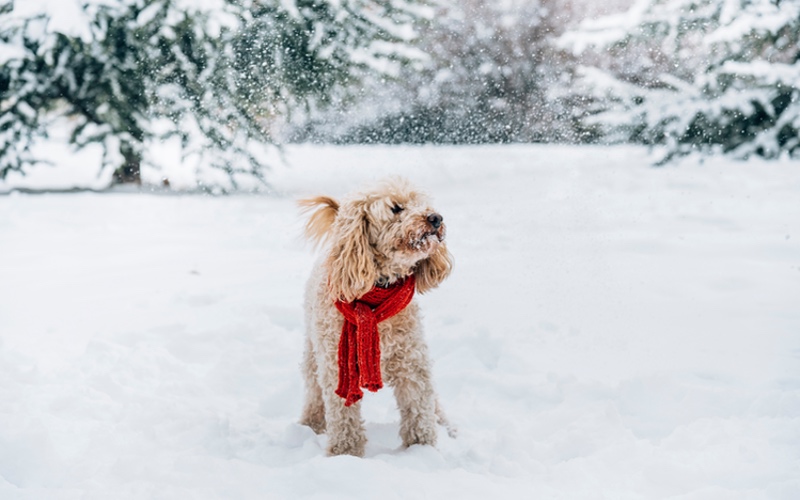 Winter Dog Walking Tips in Frisco