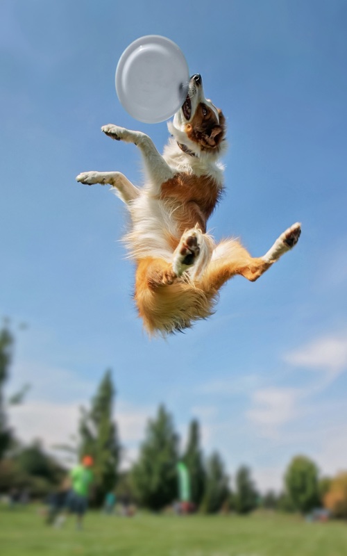 A puppy jumping very high with lots of energy - follow tips from Dog Training Elite.
