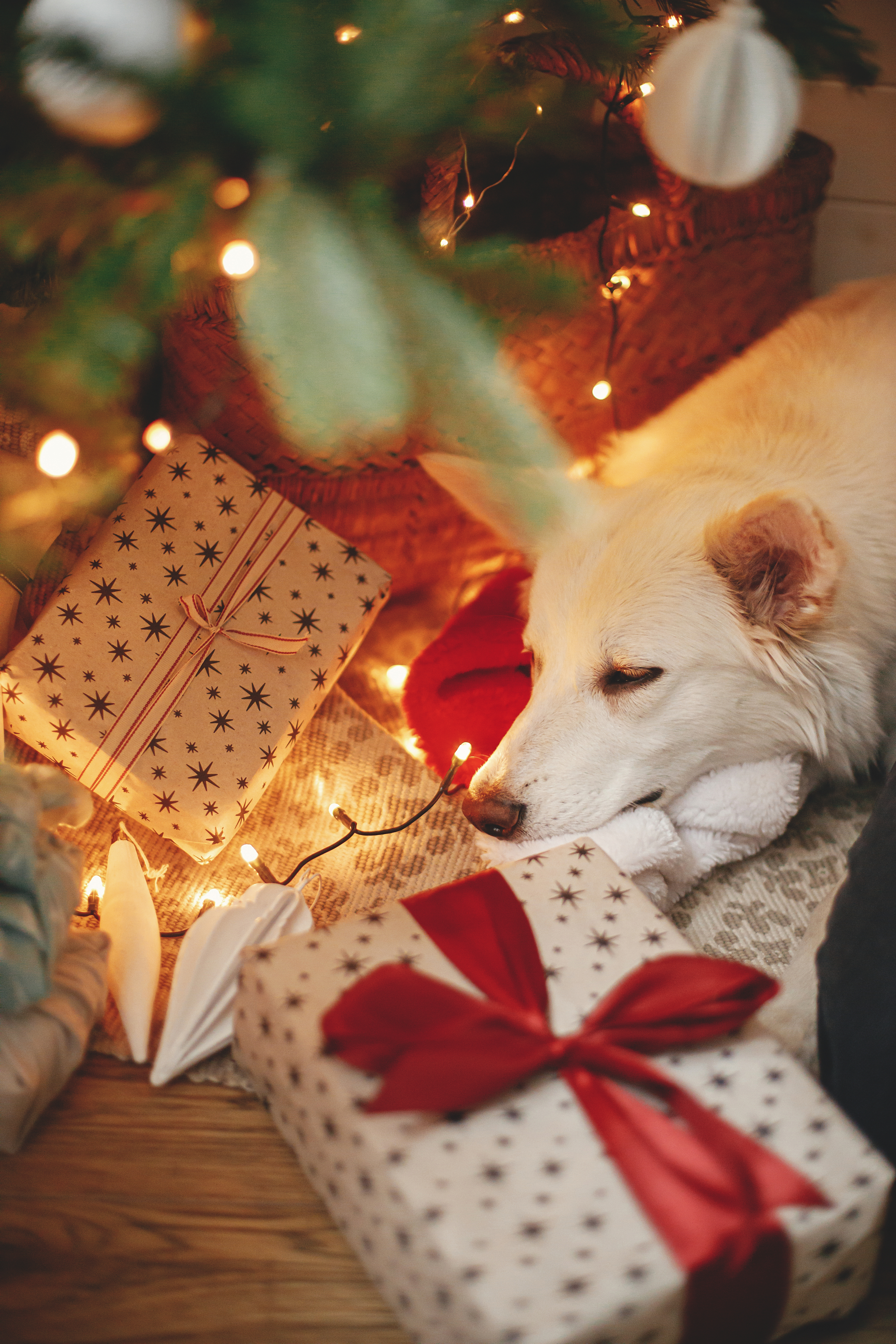 A cute dog lying under a Christmas tree - learn about training tools for dogs with Dog Training Elite. 