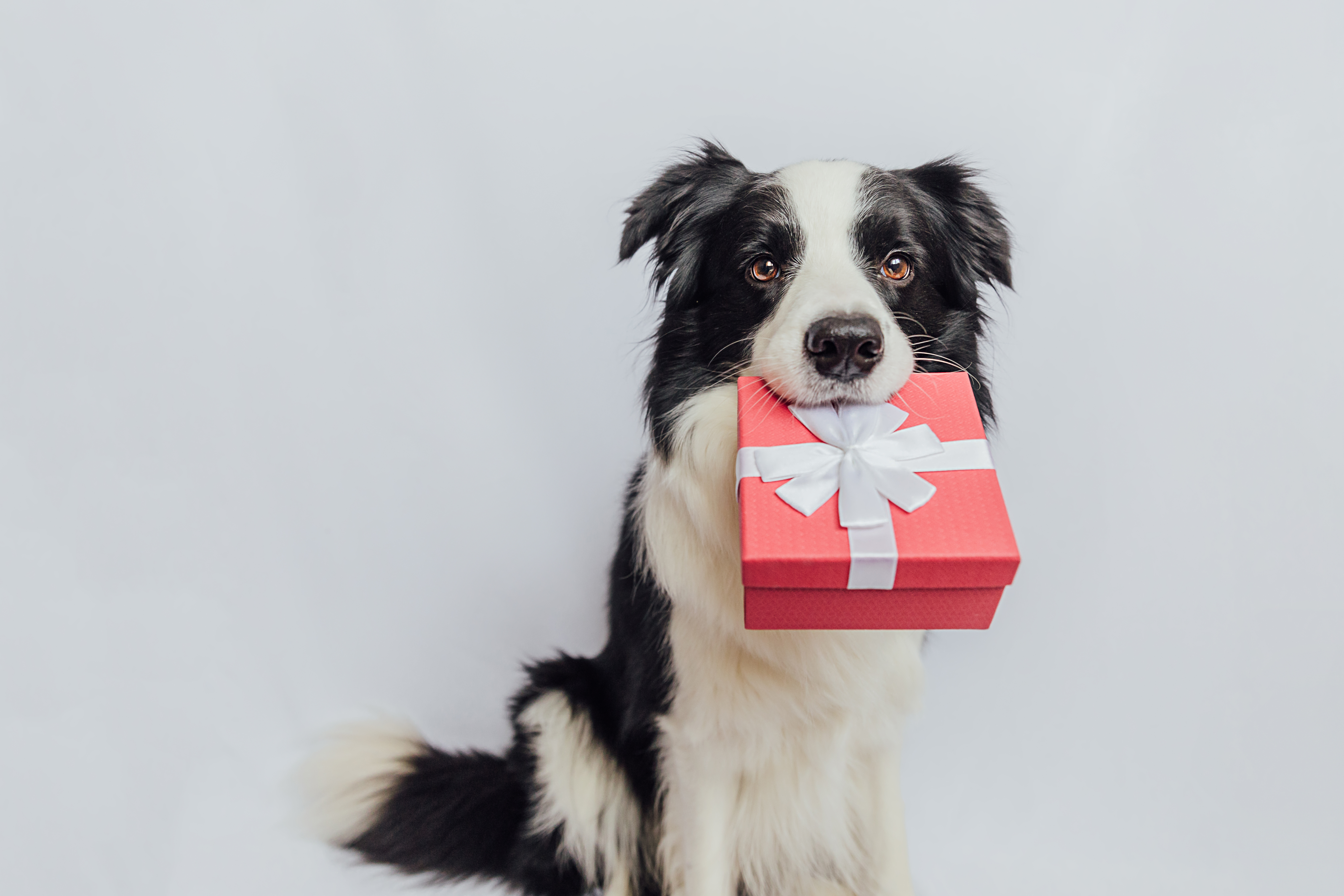 A border collie holing a gift in their mouth - learn about giving gifts to your dog this holiday season with Dog Training Elite - Katy local dog trainer