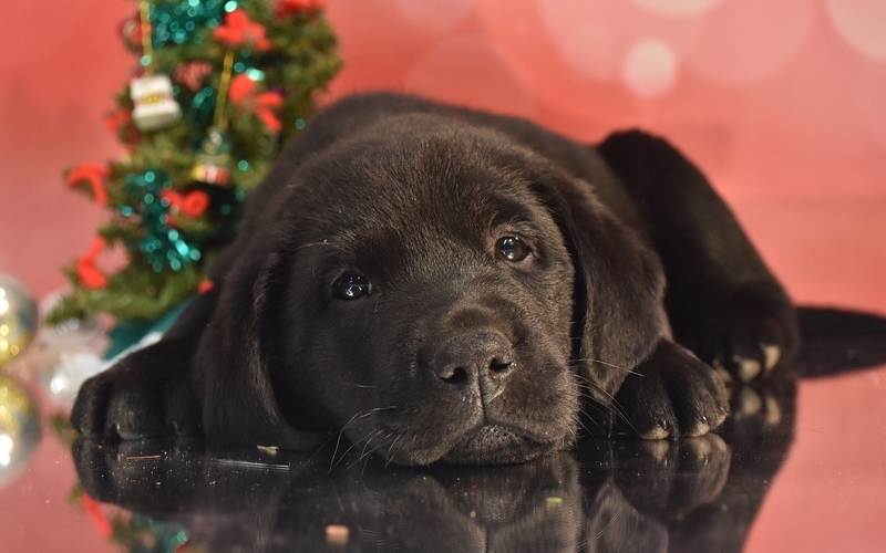 This black labrador puppy is ready for the holidays thanks to Dog Training Elite.