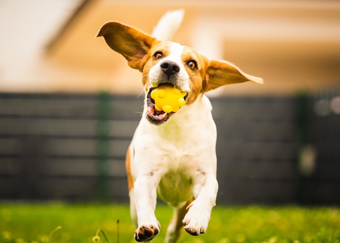 A dog with training from Dog Training Elite happily running with a ball in its mouth.