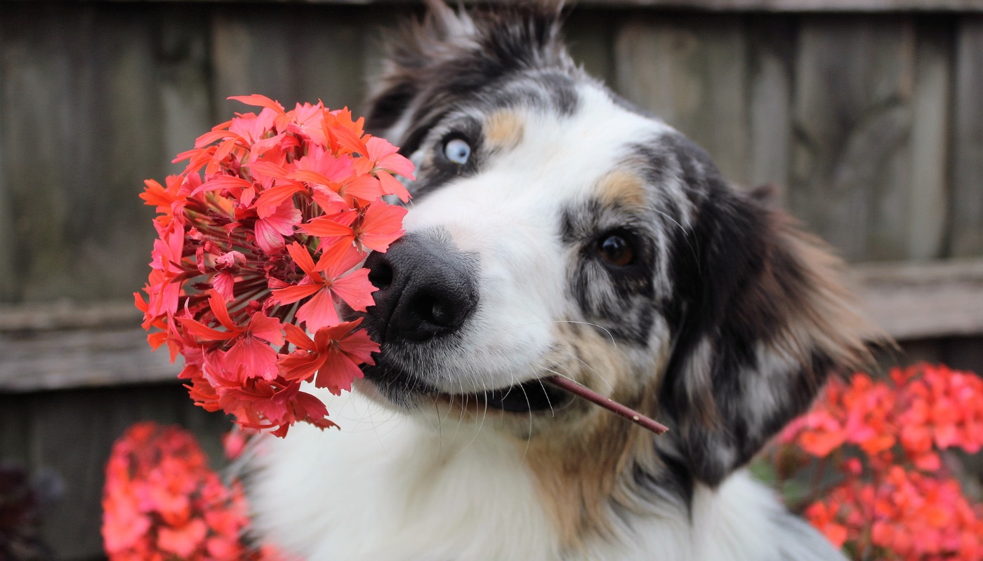 A dog holding a flower in its mouth - be careful to keep your dog away from toxic plants with tips from Dog Training Elite!.