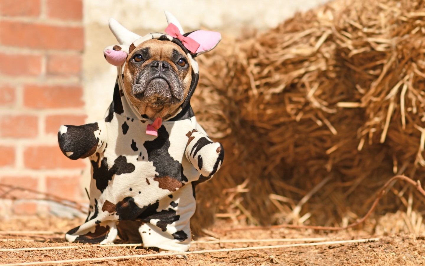 An adorable boxer dog in a cow halloween costume - keep pets safe this holiday season.