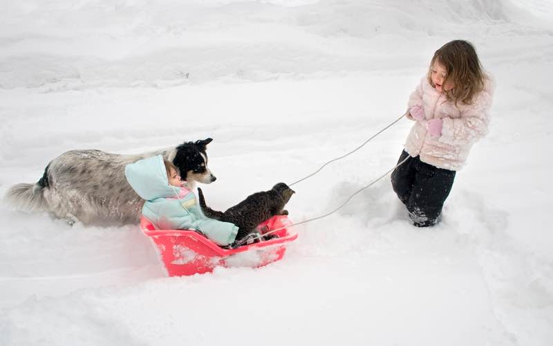 Child sledding with dog for a fun winter activity - Dog Training Elite.