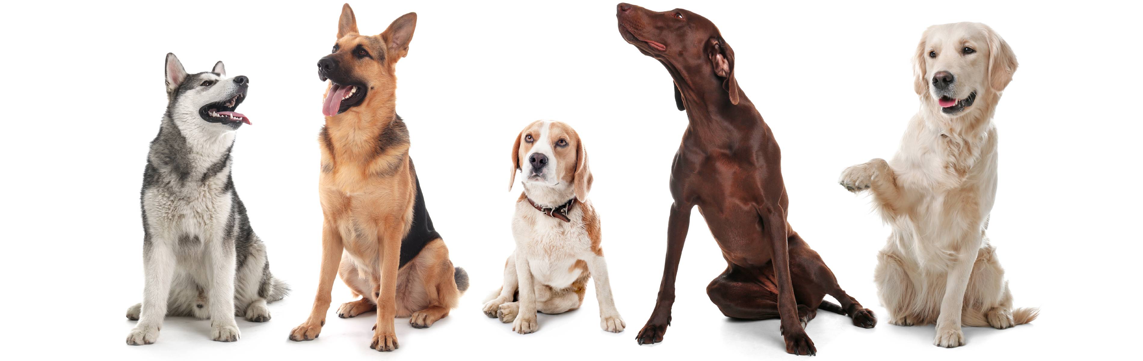 A row of obedient dogs - contact Dog Training Elite today to enroll your dog in one of our expert dog training programs.