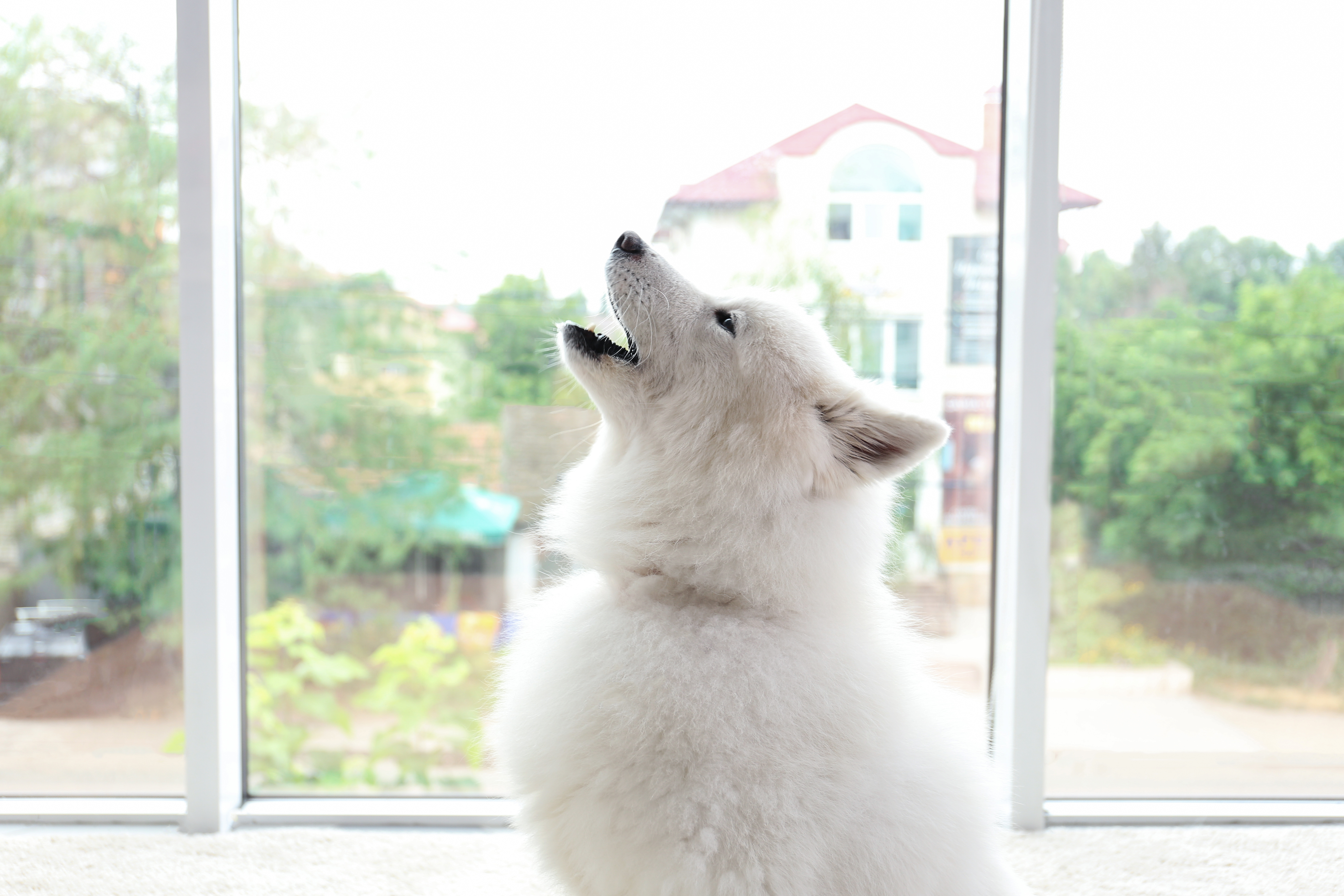 A fluffy white dog howling in front of a window - looking for dog training in Mesa, AZ? Contact Dog Training Elite today!.