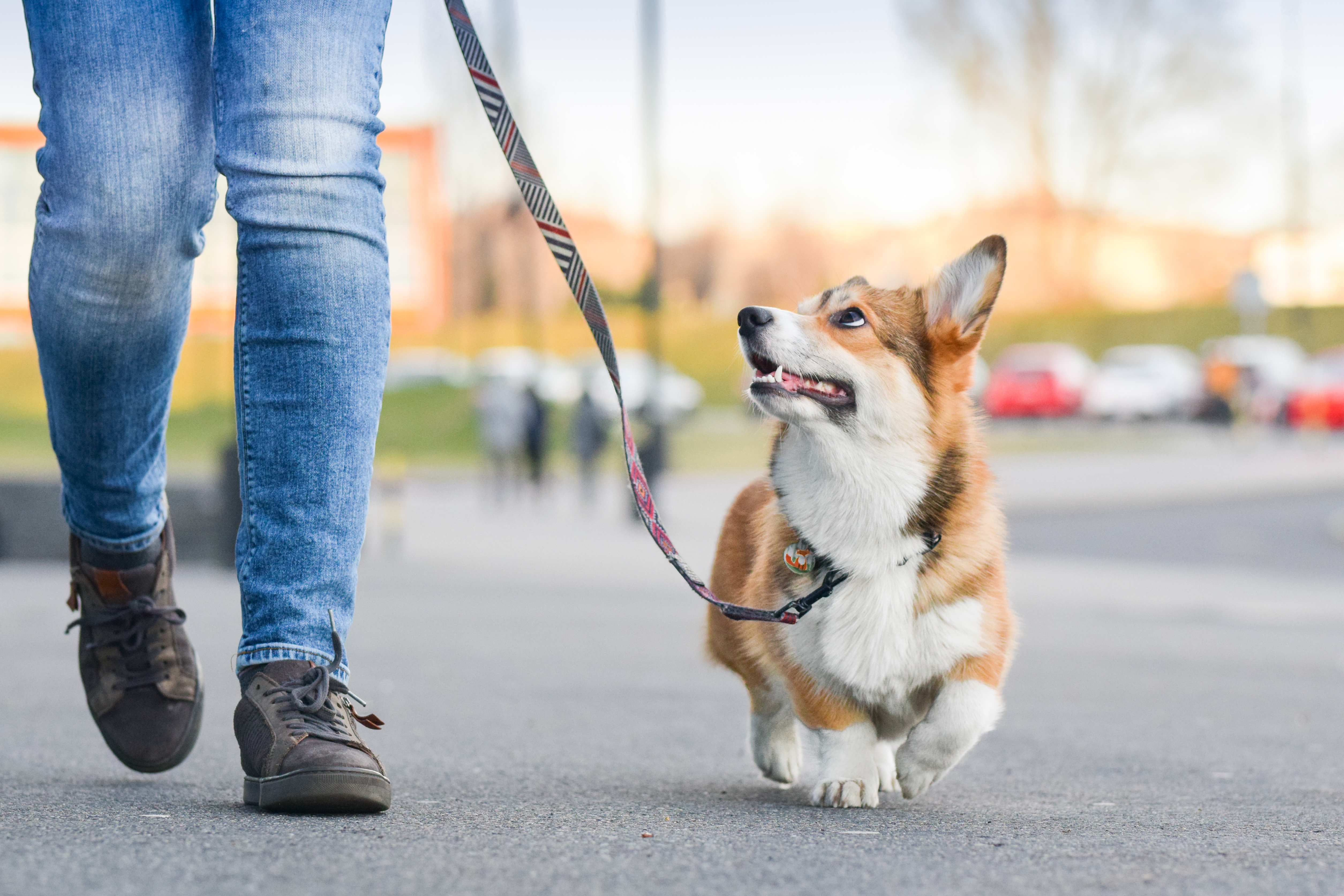 A well-trained dog walking with their owner as they navigate Phoenix, AZ - contact Dog Training Elite today for training options for your pup!