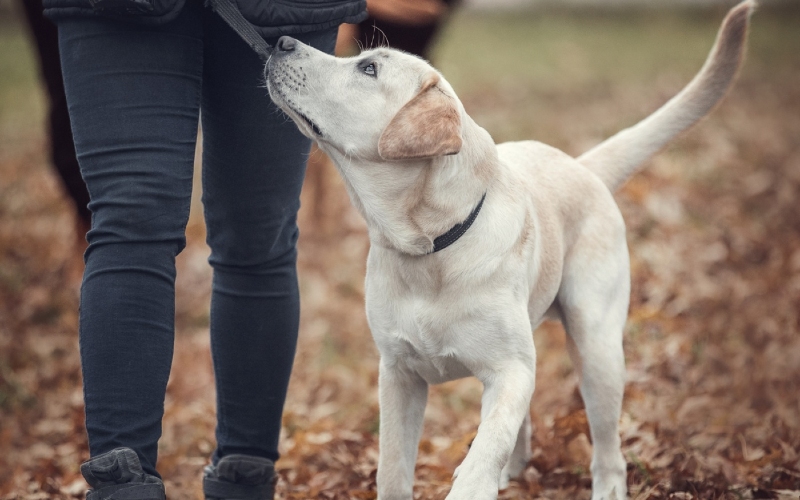 5 Pavlovian Principles Every Dog Owner Should Know with Dog Training Elite of Southwest Florida