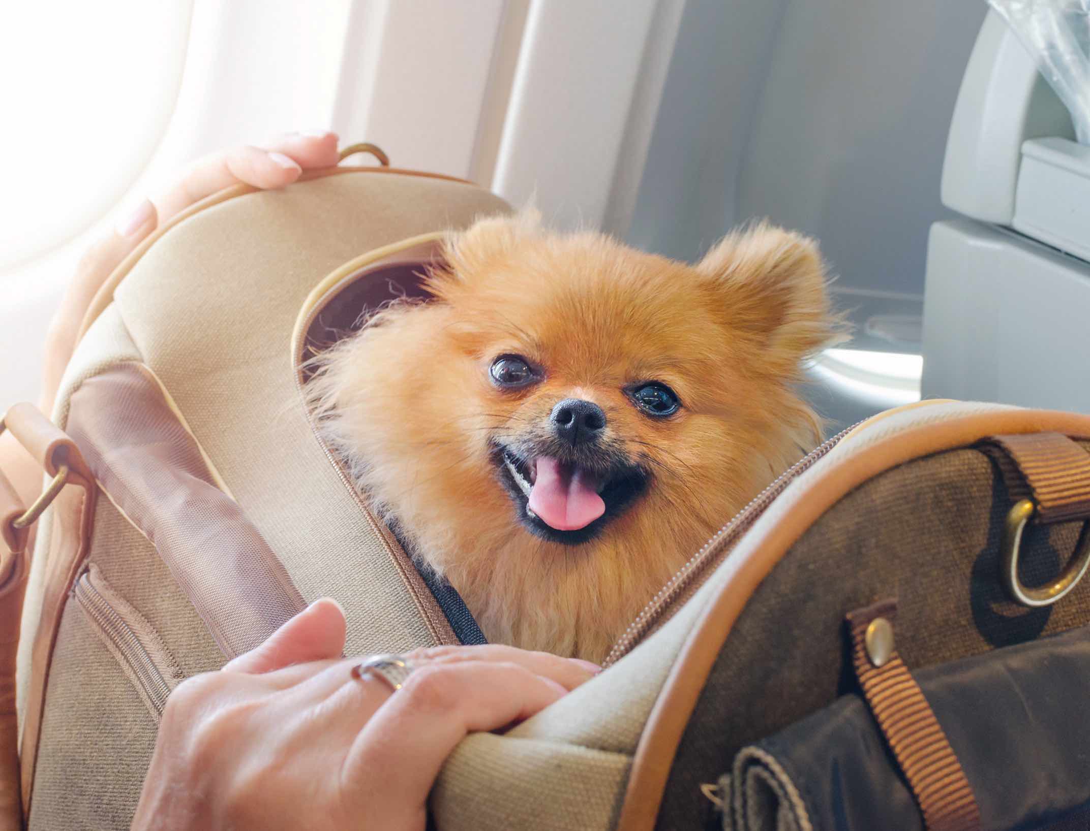 This cute dog is ready for a plane ride thanks to tips with Dog Training Elite.