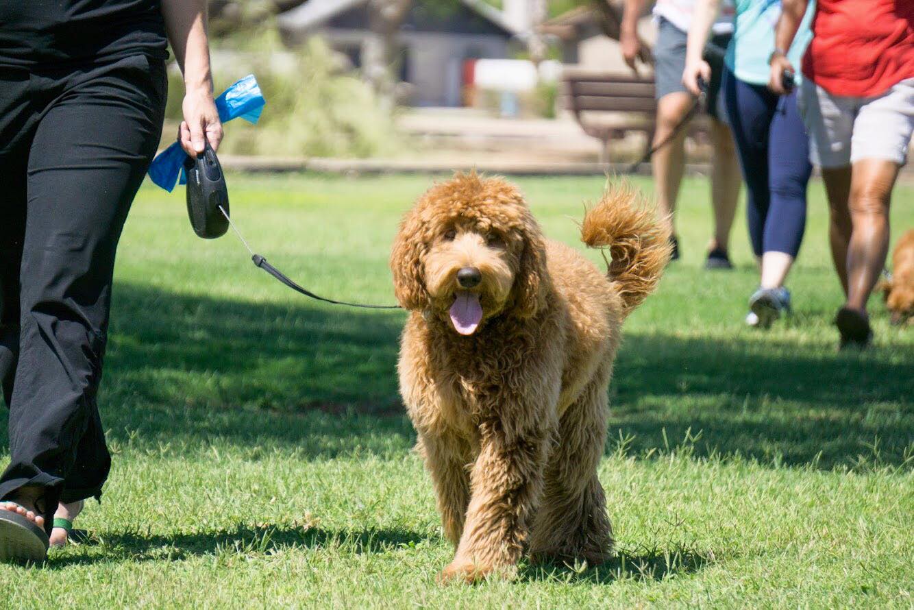 Dog Training Elite's poodle walking at with owner.