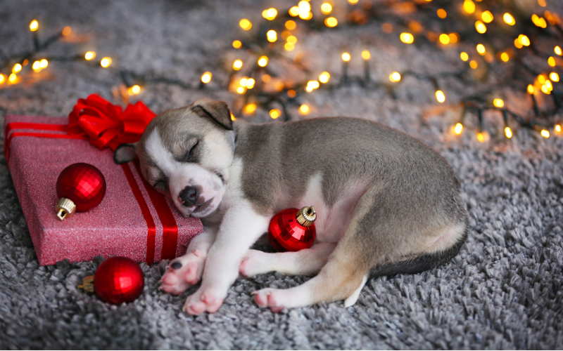 Why Your Christmas Puppy Checklist Should Include Puppy Training in Sarasota / Venice, FL: Dog Training Elite