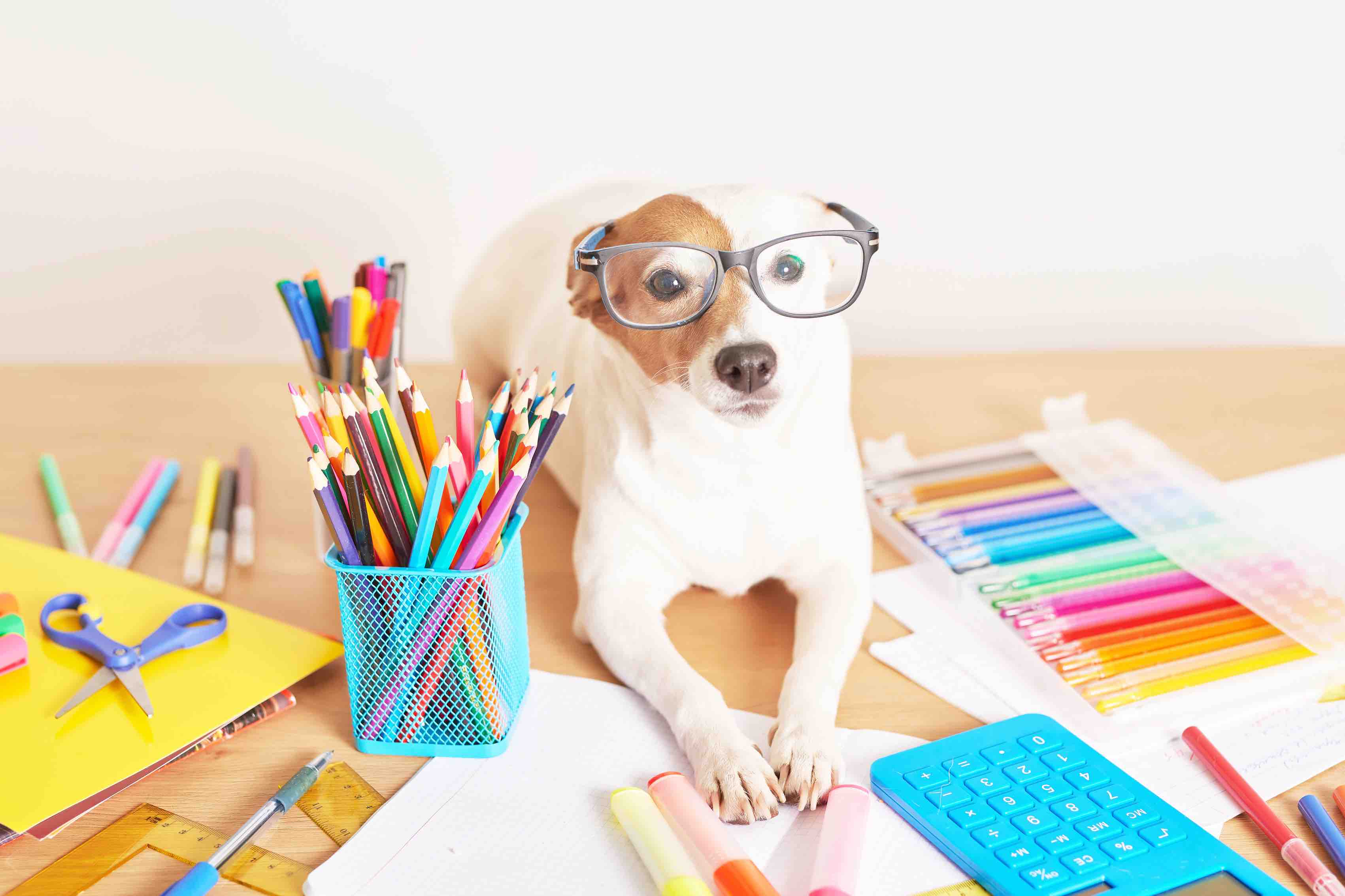 It's Back–to–School Season for Dogs, Too!