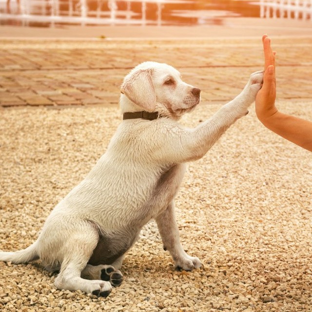 A trained puppy giving a high five to their owner - contact Dog Training Elite in Sarasota / Venice, FL to discuss dog training options for the holidays.