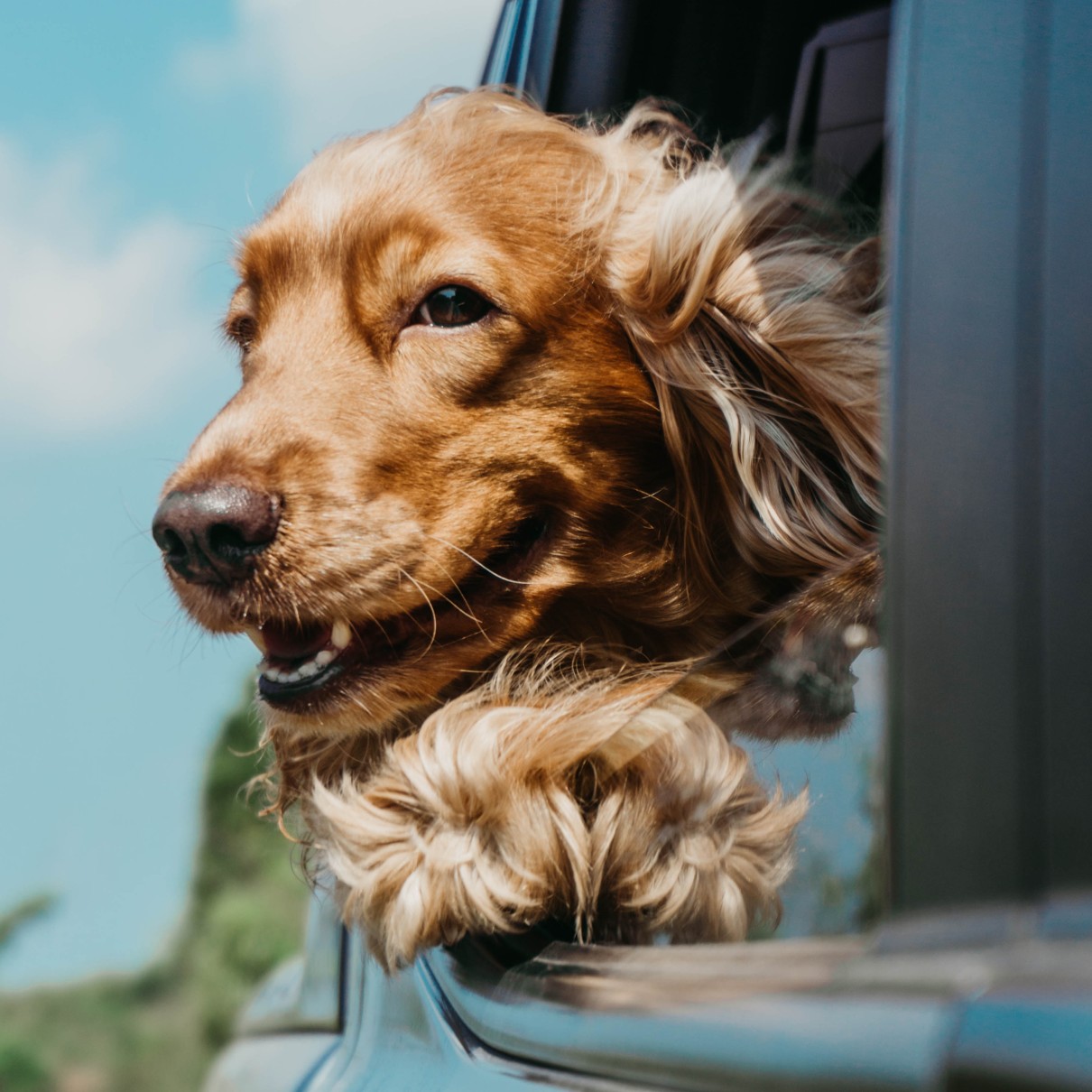 How to plan a trip with your dog - tips with Dog Training Elite in Gilbert.