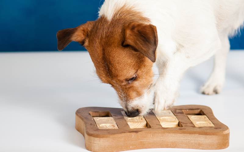 Games for your pup are a great way to keep their mind engaged.