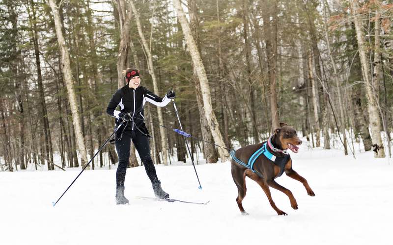 Skijoring with your dog in the snow is a great way to excercise.