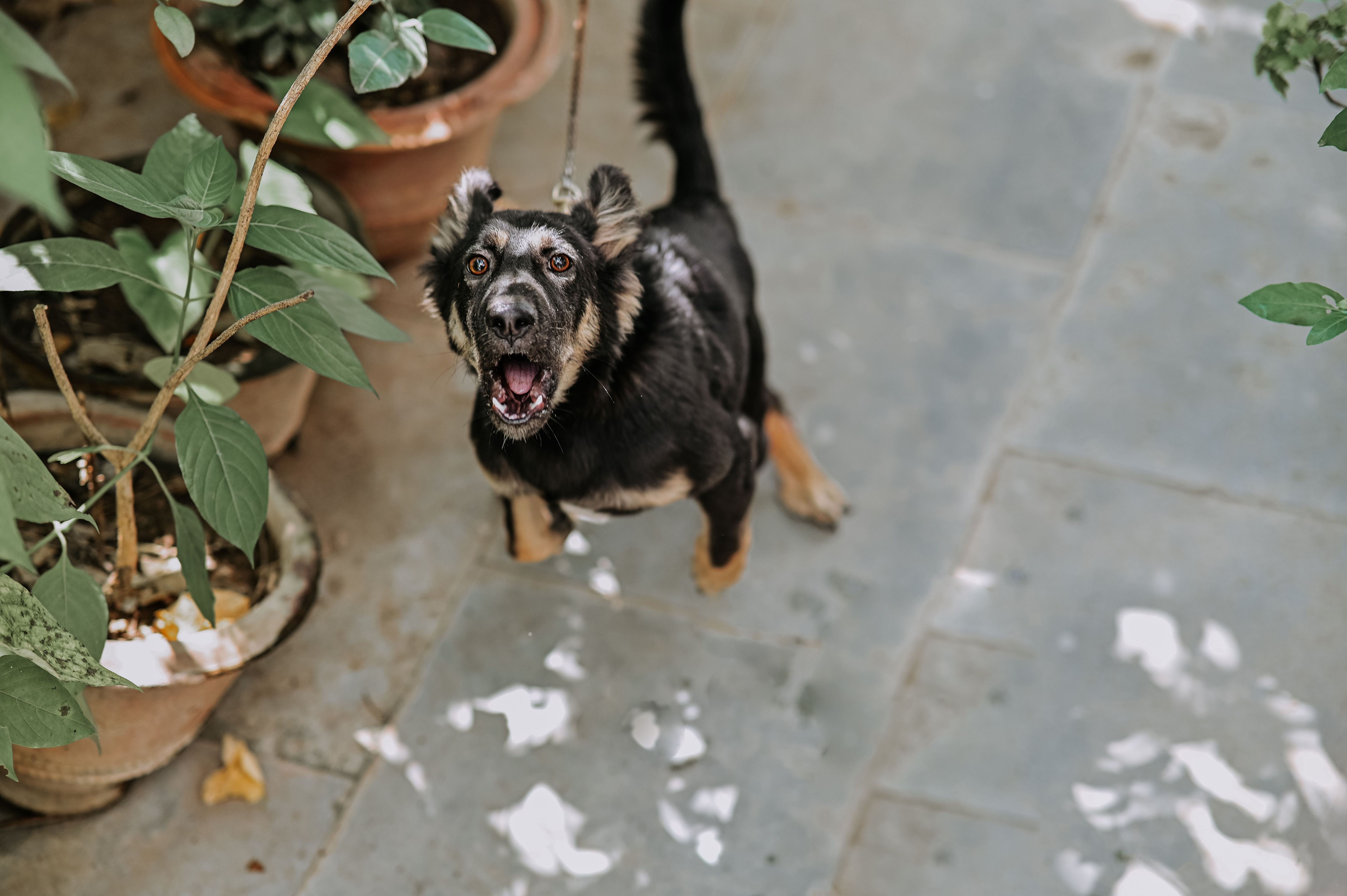 A small dog showing signs of aggressive behavior - Dog Training Elite can help train your dog with professional anxiety and aggression training in Katy, TX.