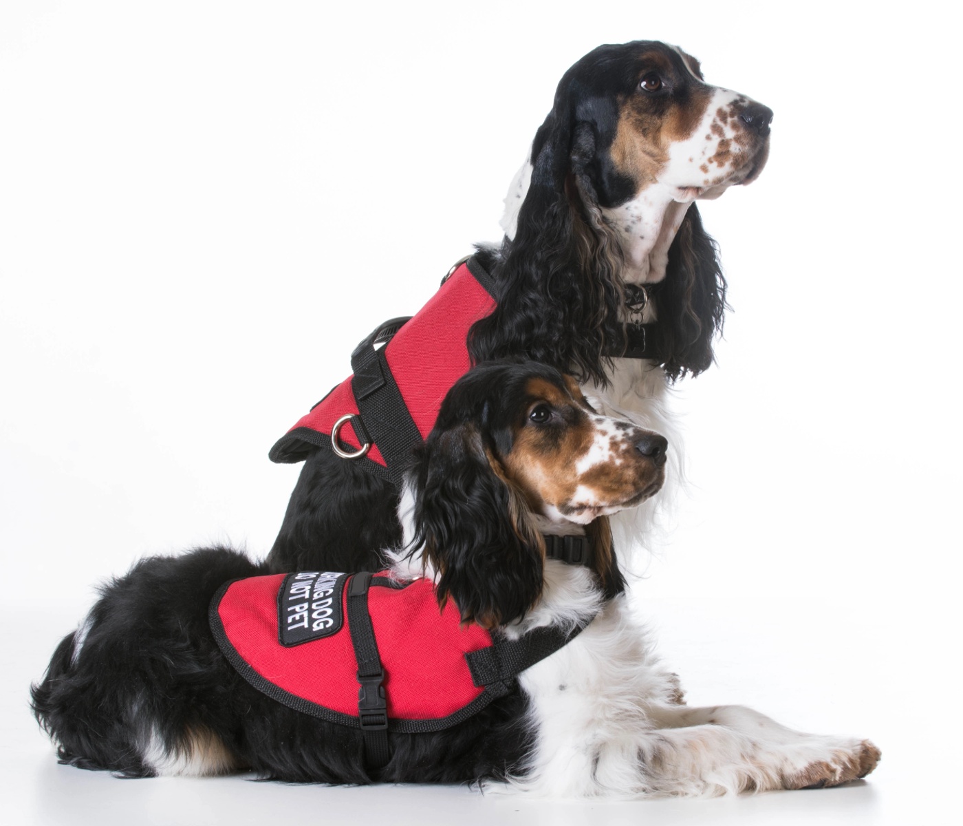 Two service dogs - Training Your Puppy to Be a Service Dog in Katy, TX . Dog Training Elite 