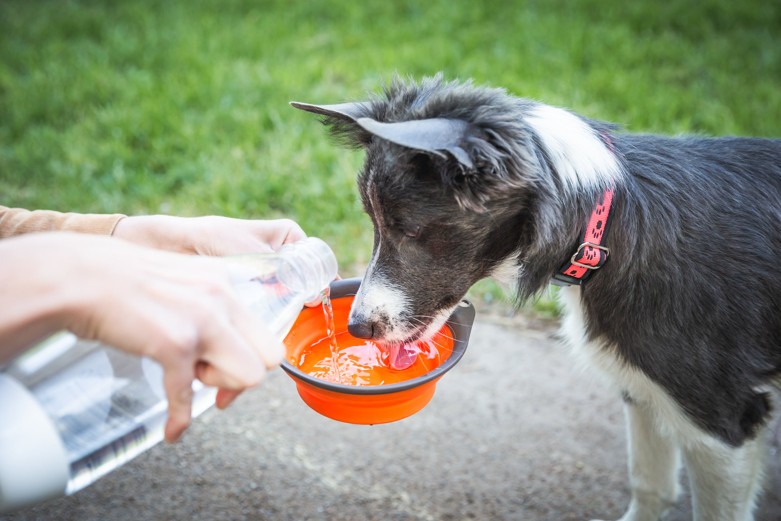An image of a dog drinking water during the summer time - keep your pup cool this summer with these tips from Dog Training Elite Kansas City , MO/KS.