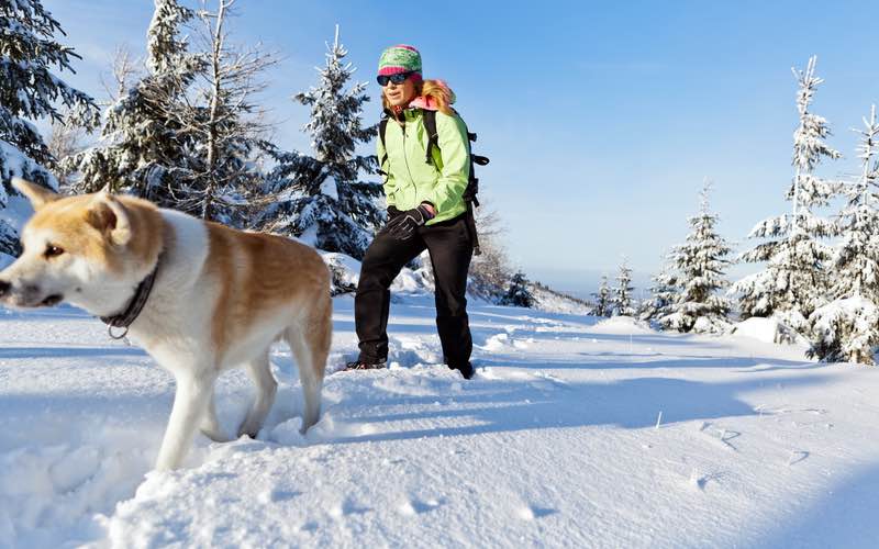 Take a winter hike with your dog - Dog Training Elite.
