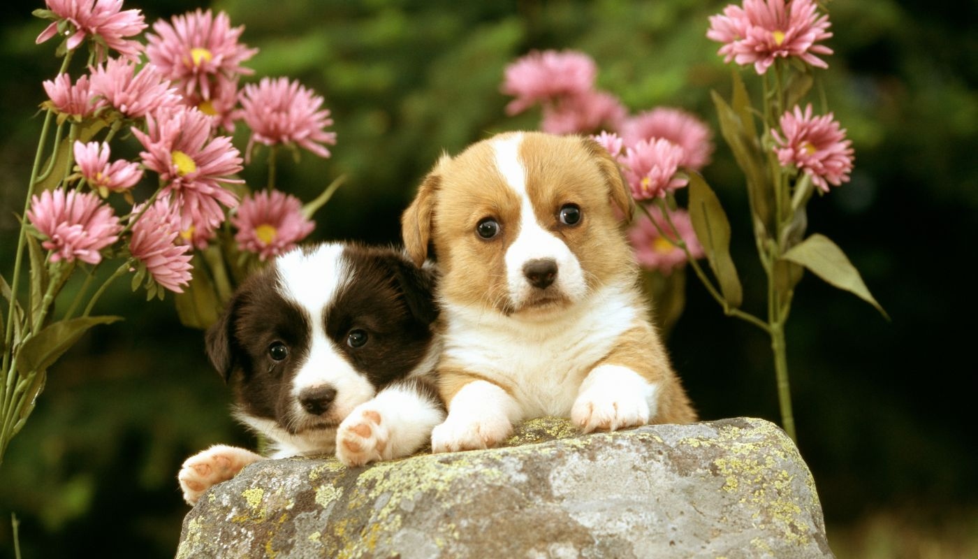 Two puppies sitting on rock in front of a garden of flowers - want to keep your dog safe from toxic plants? Contact Dog Training Elite Central Mass for guidance!