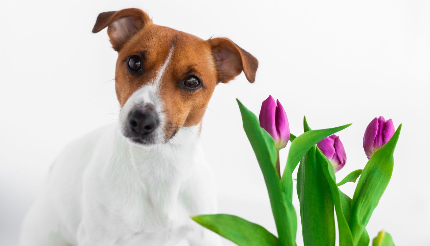 A dog standing beside three tulips, which can be a toxic plant for dogs.