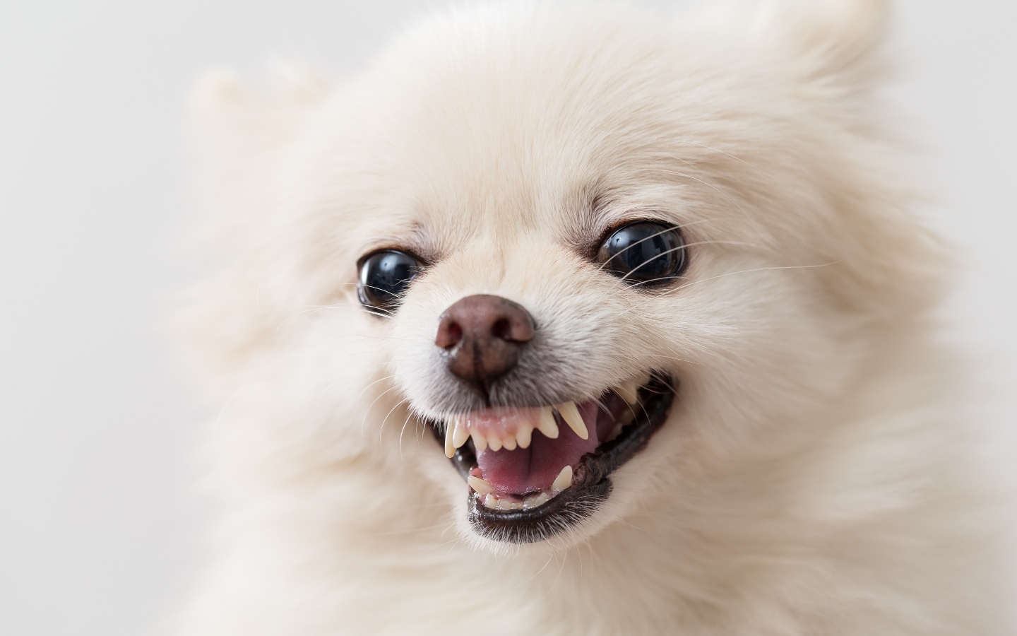 An image of white Pomeranian dog - learn the difference between reactivity and aggression with Dog Training Elite in Katy, TX.