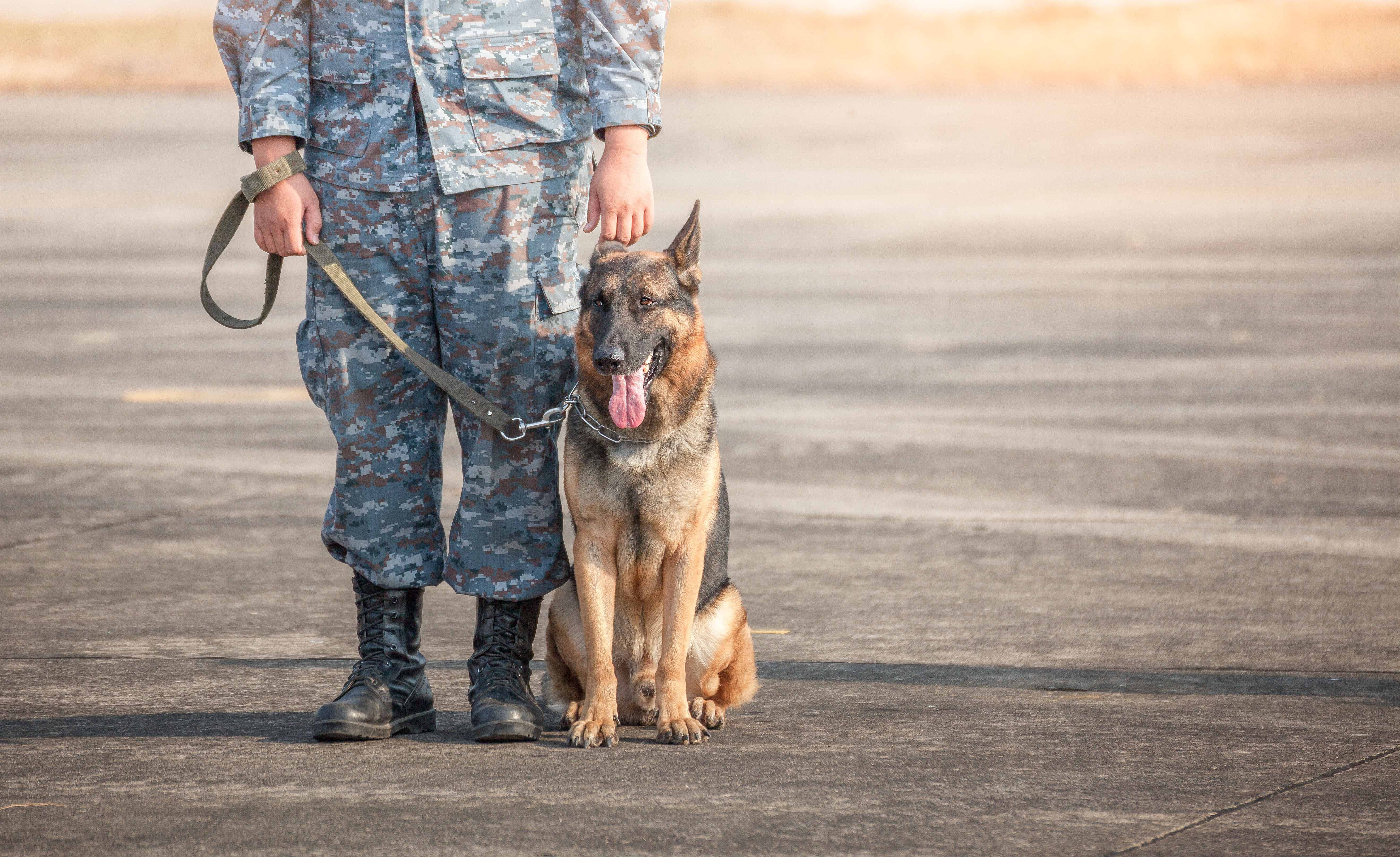 A Dog Training Elite dog trainer with military experience standing next to an obediant dog.
