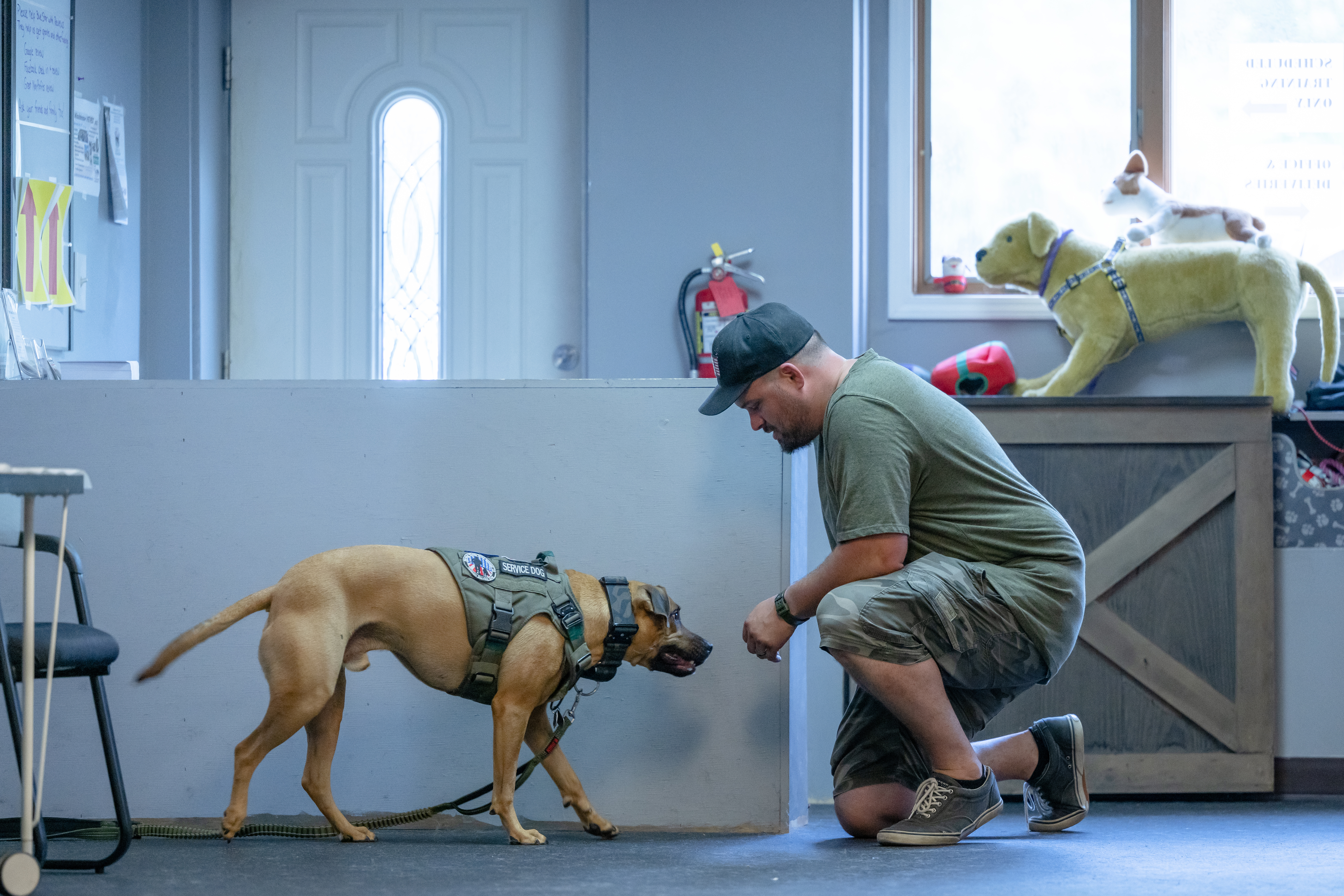 A veteran reaching out to their well-trained service dog - learn more about the veteran service dog training offered at Dog Training Elite Twin Cities!
