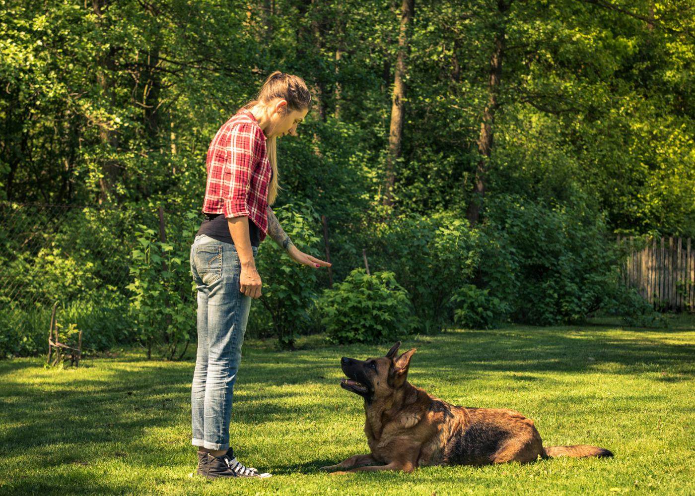 A happy dog following its owner's commands after receiving behavior training.