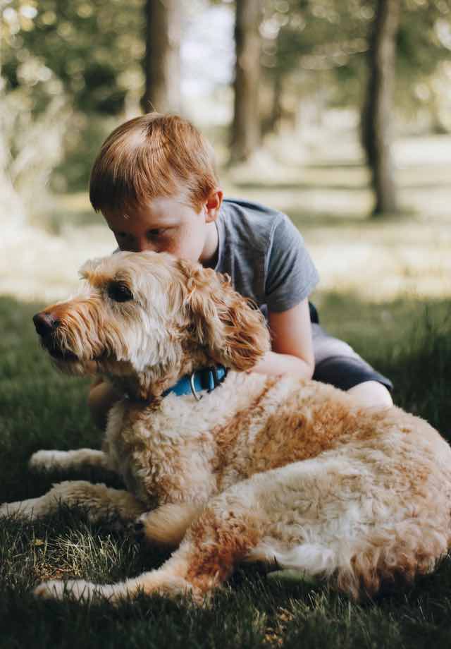 Children can especially benefit from therapy animals - Dog Training Elite West Michigan is happy to help your family with these certifications.