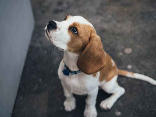 This cute beagle loves their behavioral training with Dog Training Elite.