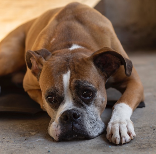 A discouraged pup - learn how to effectively and kindly train your dog with Dog Training Elite.
