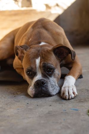 Dog Training Elite offers expert Boxer dog training near you in Mesa.