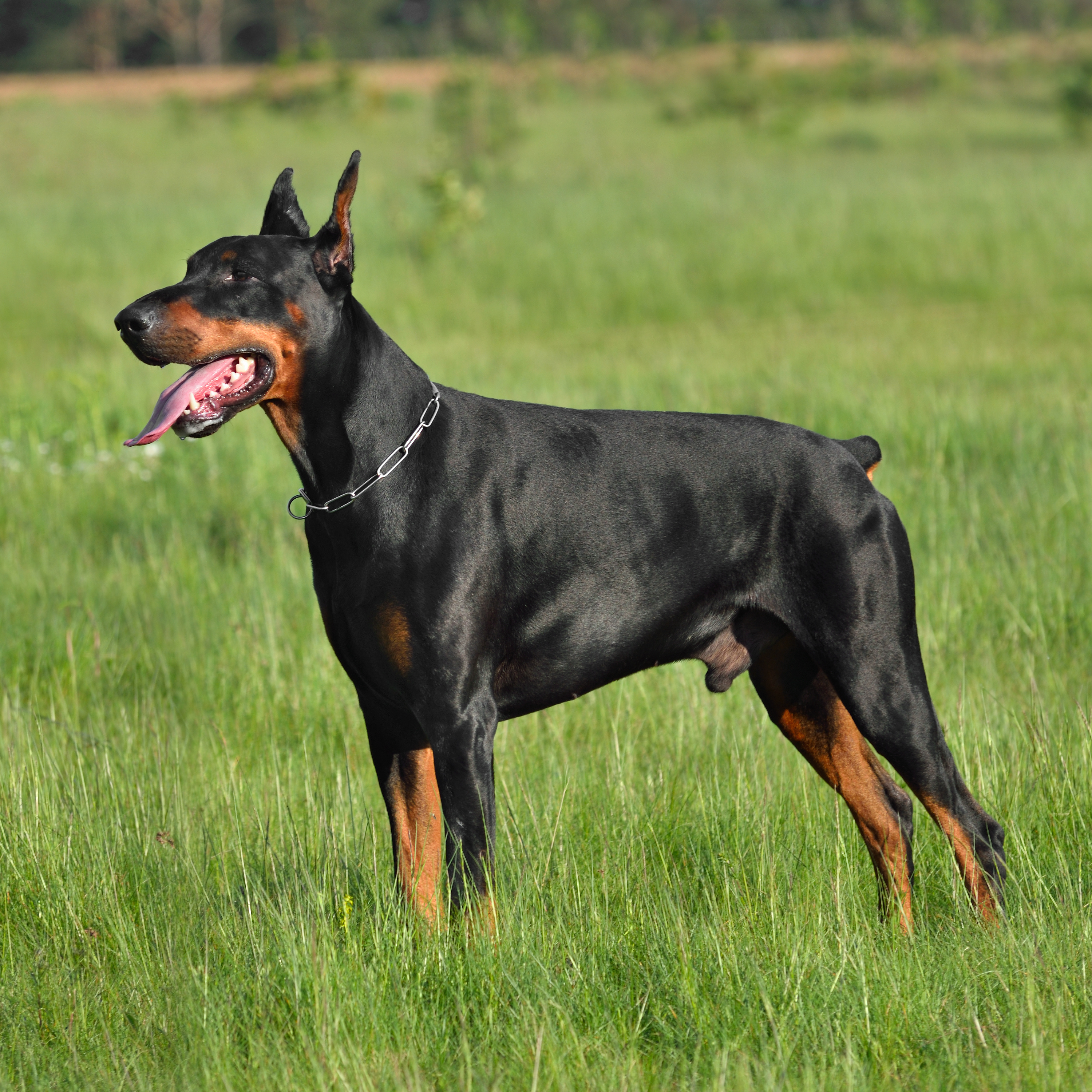 Dog Training Elite has expert Doberman training in Raleigh / Cary, NC
																															 that are experienced in a variety of positive training methods for Dobermans.