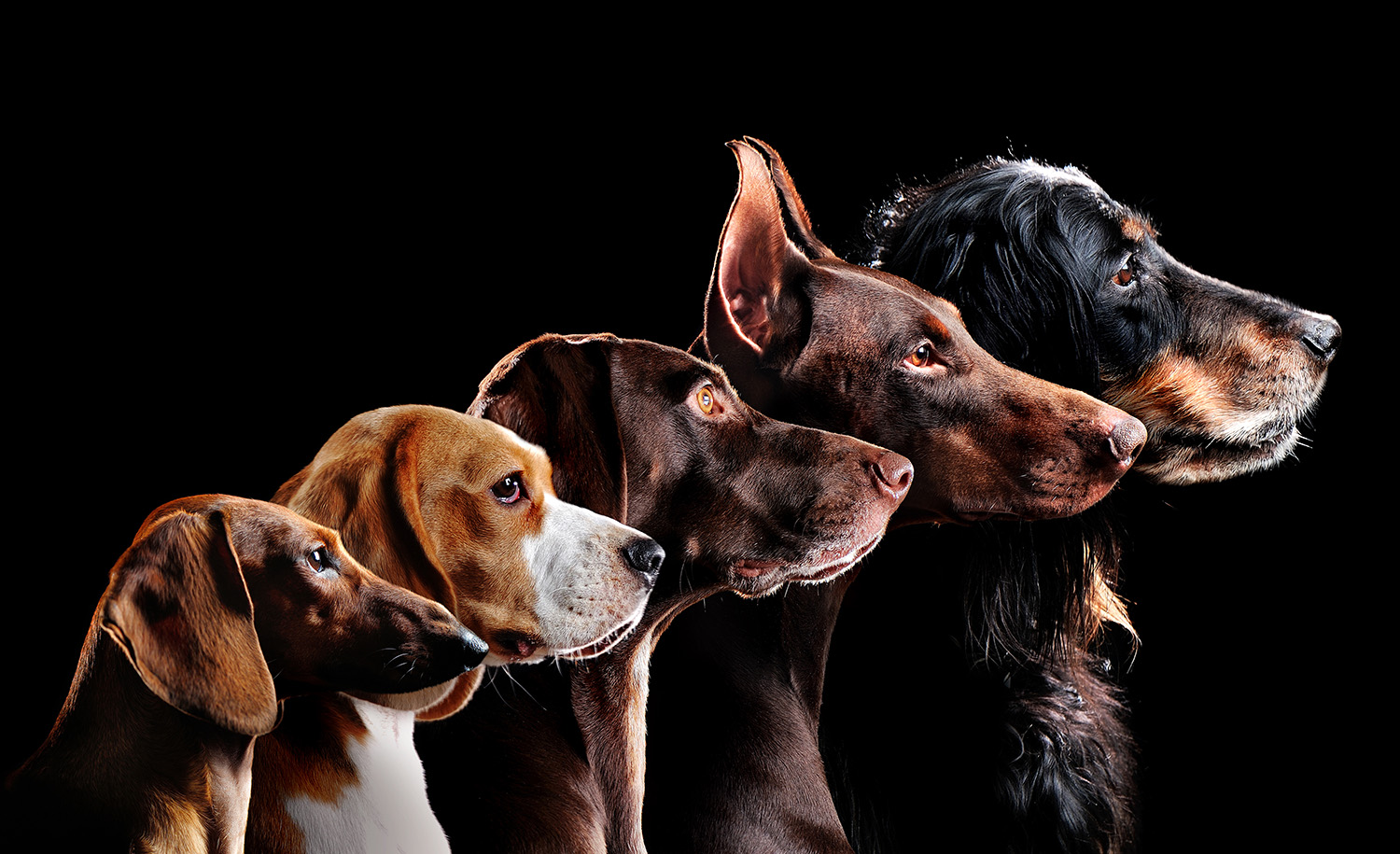 Elite Canine Training in Your Vicinity: Unveiling Dog Training Elite Scottsdale, AZ
