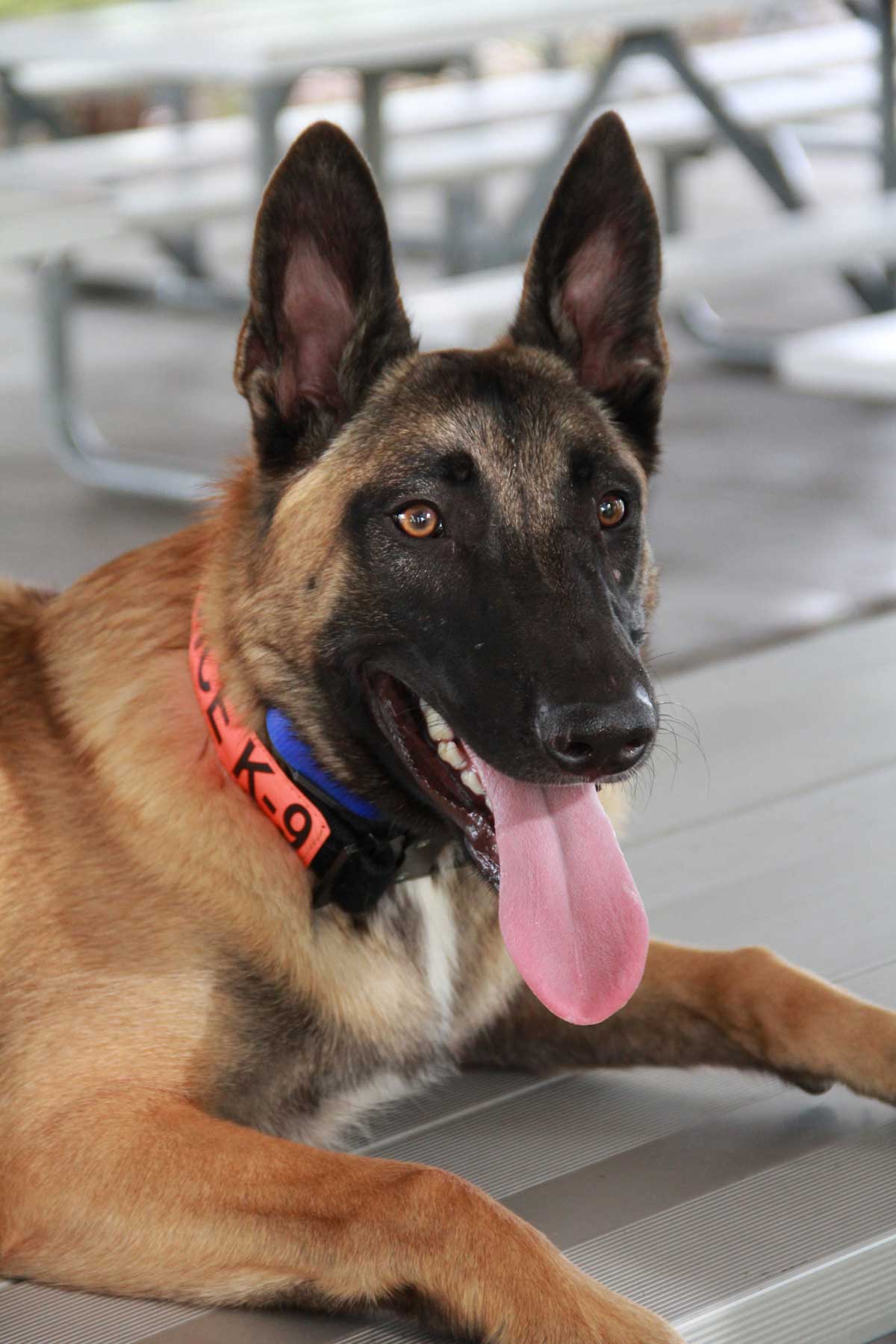 Dog Training Elite is the #1 electronic dog collar training near you.