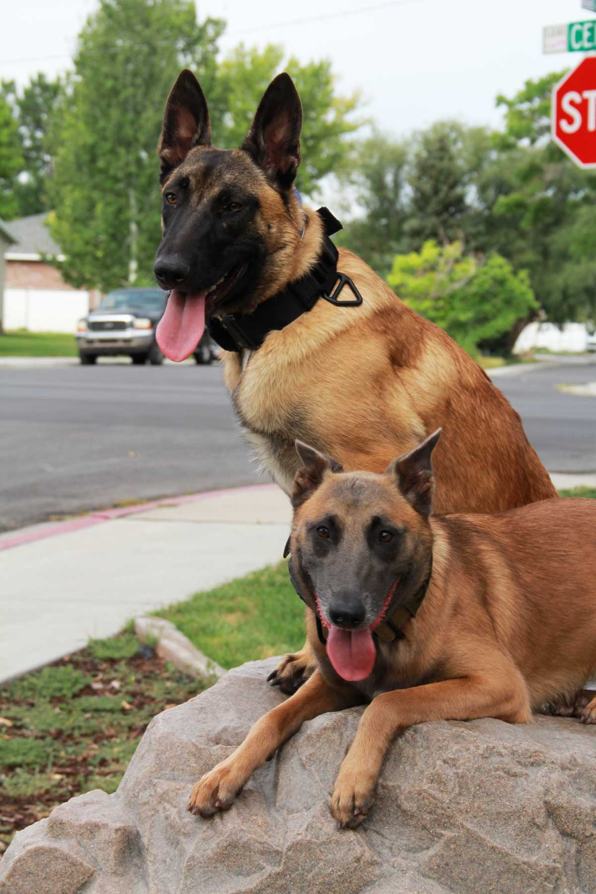 Two adorable dogs sitting on a rock - trained by professionals at Dog Training Elite in Gilbert, AZ.