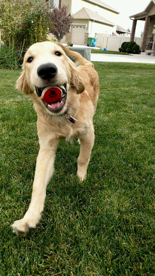 A pleasant pup plays fetch in the grass thanks to Dog Training Elite.