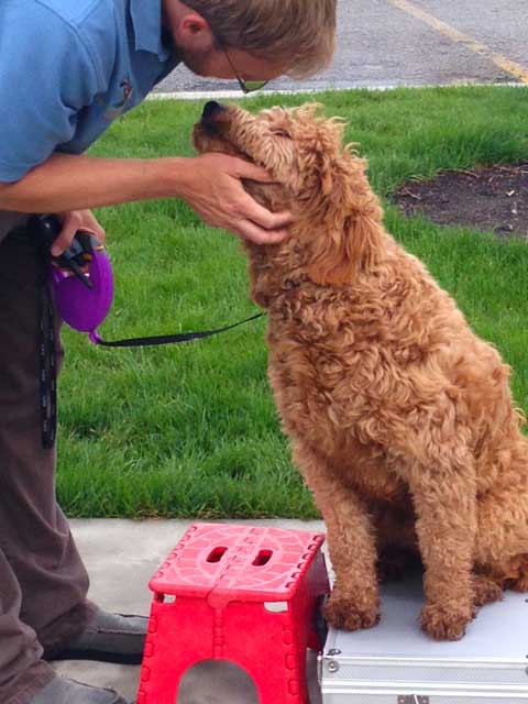 Dog Training Elite offers professional mobility service dog training programs near you in Omaha.