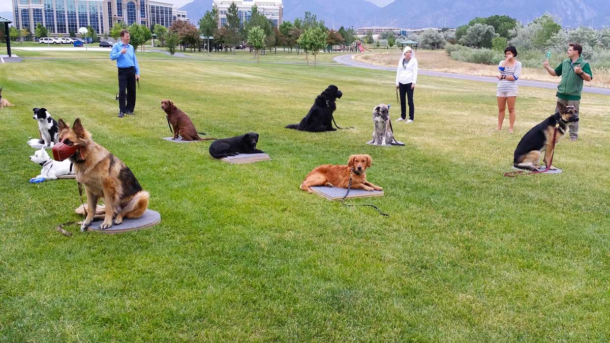 Puppy Training Classes