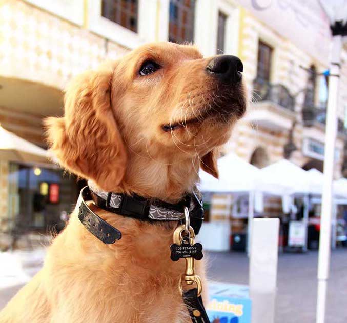 This cute pup is excited to learn and help provide support with his therapy training.