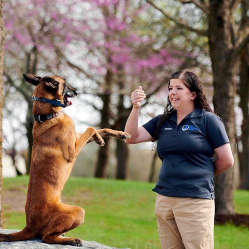 Training with Dog Training Elite in Atlanta can help your pup sit and stay when they need to, just like this dog with their trainer.