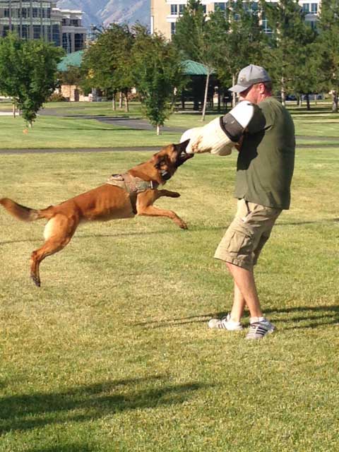 Dog Training Elite has the top professional guard dog trainers near you.