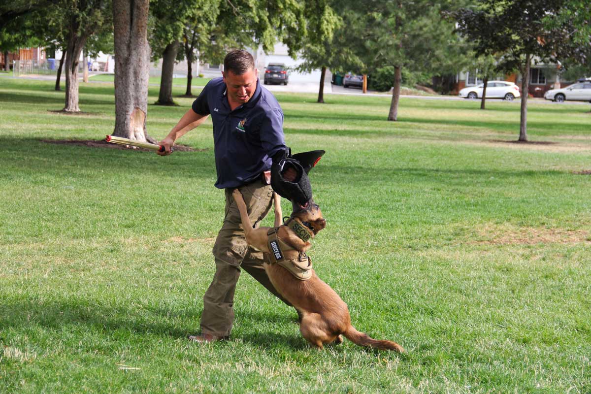 Dog Training Elite offers expert retired K9 training programs near you in The Woodlands.