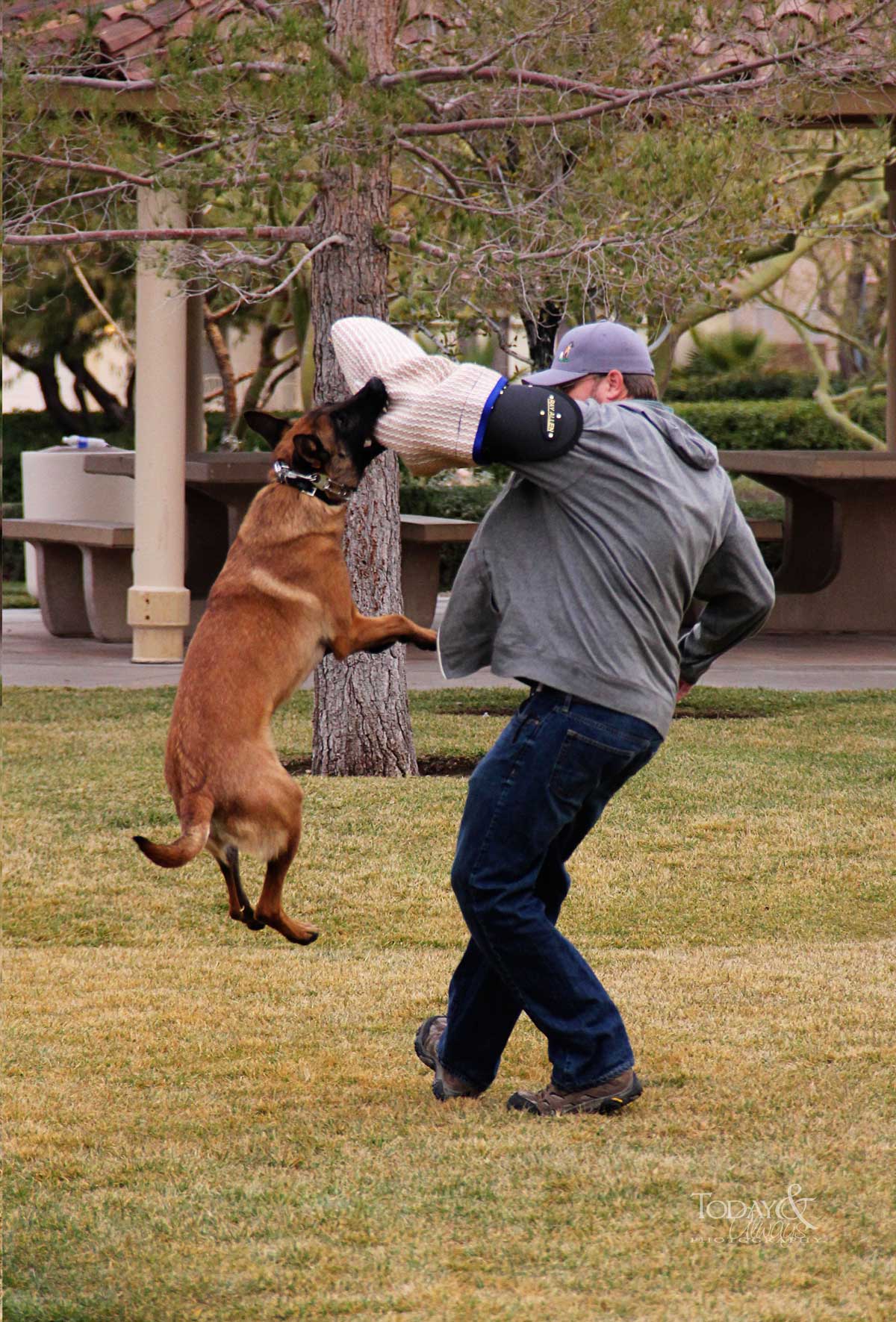 Personal Protection Dog Trainer San Antonio | Dog Training ...