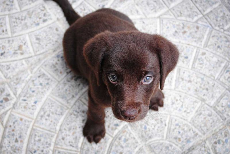 Dog Training Elite in Atlanta offers expert Labrador puppy training services near you in Atlanta.